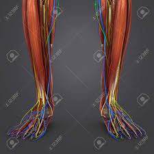 Footdrop is a clinical sign indicating paralysis of the muscles in the anterior compartment of the leg. Leg Muscles Anatomy With Blood Vessels Nerves And Lymph Nodes Stock Photo Picture And Royalty Free Image Image 101899536