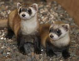 Cute Black-footed Ferret Endangered Animals Cute Animals Cute Endangered Animals