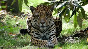 A true sports car, experience the distinctive superior performance of our innovative jaguar. Jaguar Im Zoo Rostock Erleben