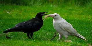 White Raven Of Qualicum 2 By Mike Yip White Raven Raven Bird Crows Ravens