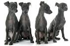 Italian Greyhound Dog Breed Profile | Petfinder