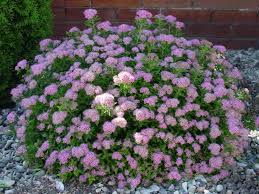 Image result for Spiraea japonica ´Little Princess