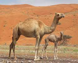 Hello, i would like to know, what the child of camel is called? Camel Facts Animal Facts Encyclopedia