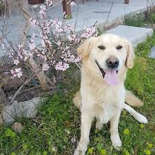 Evde Oda Parfumu Yapmak Icin Tarifler Dogal Tarifler Oya