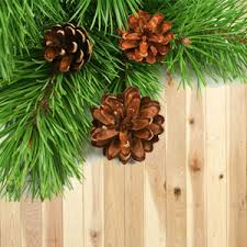 Simply put, the stuff smells good. Cedar Wood Fragrance Oil Natures Garden Scents
