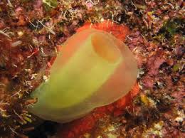 Image result for Tunicate green
