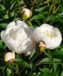 Paeonia Lactiflora Immaculee Edel Pfingstrose Stauden Pfingstrosen Duftende Pfingstrosen Pfingstrosen Garten Pfingstrosen Garten Pflanzen