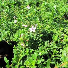 Image result for Myoporum