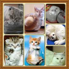 cats are liquid so funny cats cat hat animals