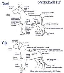 139 best great dane images in 2019 dogs big dogs dogs