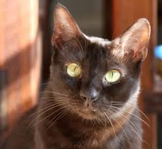 Beautiful Black Cat With Brown Eyes Google Image Result For Http Www Free Pet Wallpapers Com Free Pet Wallpapers Havana Brown Cat Brown Cat Cat Breeds