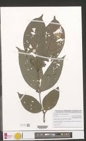 Image result for Julbernardia seretii