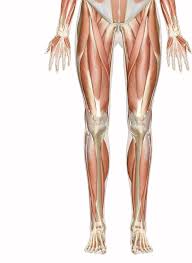 muscles of the leg and foot