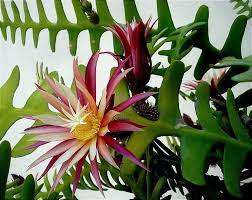 I water propagated my own plant, but you can easily. Pin On Houseplants