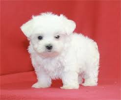 If you are unable to find your companion in our dogs for adoption sections, please consider looking thru the directory of rescue organizations, to see if they have any current dogs for adoption listings. Entourage Teacup Maltese Love My Puppy Boca Raton