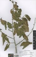 Image result for Diospyros consolatae