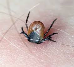 Alla barn i sverige erbjuds och rekommenderas vaccination mot tolv sjukdomar. Allman Tbe Vaccination Ger Halsovinst Till Rimlig Kostnad Lakartidningen