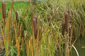 Image result for Typha