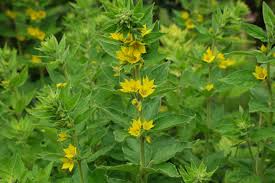 Also known as lysimachia asperulifolia, it is a rare breed of flowering plants in the primulaceae family. Lysimachia Punctata