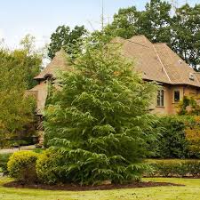 Maybe you would like to learn more about one of these? Deodar Cedar Evergreen Trees For Sale Fastgrowingtrees Com