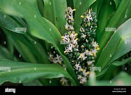 Image result for Chlorophytum macrophyllum