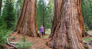 The beautiful sequoia national park features the tallest peak in the continental united states and the largest trees on the planet. Sequoia National Park Camping Insider Families