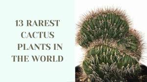 Walking through desert terrain presents a particular set of challenges not found in other landscapes. Are Cactus Thorns Poisonous Guide With Pictures Succulents Network