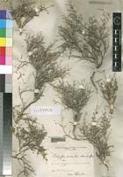 Image result for Indigofera circinella
