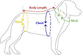 Barkertime Sizing Guide