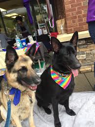 We rescue, rehabilitate, & rehome dachshunds in need in ga. Pets For Adoption At German Shepherd Dog Rescue Group Of Georgia Inc In Roswell Ga Petfinder
