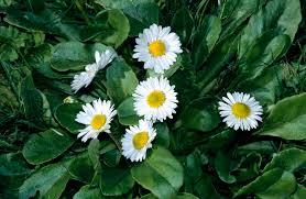 Image result for Bellis