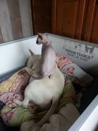 Mama Lina And Guardian Sphinx Fonske Bullterrier Bull Terrier Mini Bull Terriers Sphynx Cat