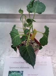 Image result for Ipomoea albivenia