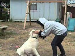 Maybe you would like to learn more about one of these? Kiba Akamaru Cosplay Video Xd Youtube