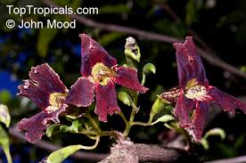 Image result for Markhamia zanzibarica