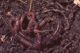 A worm's skin is covered in mucus that helps them absorb oxygen. Australian Earthworms The Australian Museum