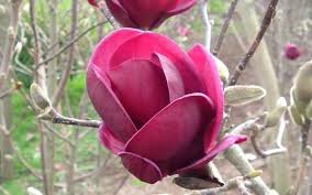 Maybe you would like to learn more about one of these? Plant Of The Month August Magnolia