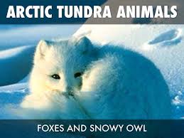 Arctic Tundra by Julia Oneal