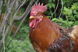 Check spelling or type a new query. 573 Cute And Funny Rooster Names Animal Hype