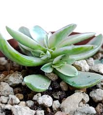 Image result for Crassula globularioides