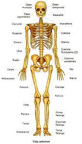 Altra cosa certa e' che qualunque sia il numero esatto, questo si riferisce soltanto ai maschi e alle femmine non gravide, ed il motivo e' presto detto. Apparato Scheletrico