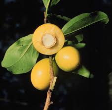 Image result for Ximenia americana