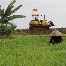 FOTO: Hamparan Sawah yang Tersisa di Jakarta - Photo Liputan6.com