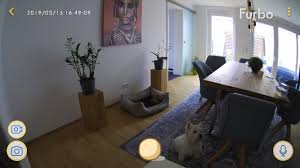 der hund alleine im hotel oder zu hause sitzplatzbrav