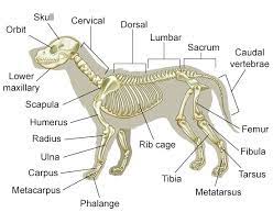 For female dogs (bitches), he reproductive system is comprised of the vulva, the clitoris, the vagina, he cervix and the uterus. A Visual Guide To Understanding Dog Anatomy With Labeled Diagrams Dogappy