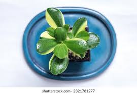 Image result for Crassula alba