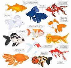 593 Likes 11 Comments Monsterfishiran Monsterfishiran On Instagram Gold Fish Type Fish Breeding Pet Goldfish Goldfish