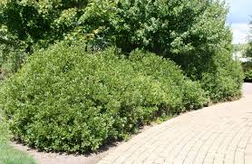 Colonial americans used the berries to add scent to candles for use during special occasions such as. Shrub Of The Week Northern Bayberry Bygl