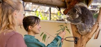 Image result for koala