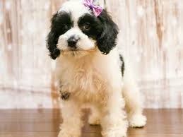 Check spelling or type a new query. Visit Our Cockapoo Puppies For Sale Near Richmond Virginia